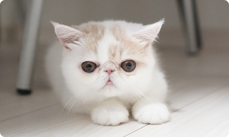 エキゾチックショートヘア